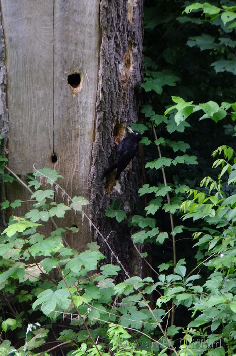 Black Woodpecker