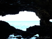 Animal Flower Cave