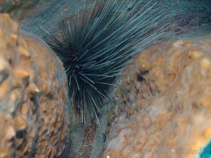 Long-spined Urchin