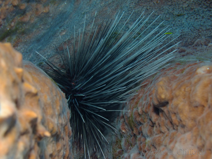 Long-spined Urchin