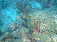 Whitespotted Filefish