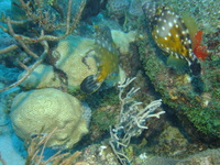 Whitespotted Filefish