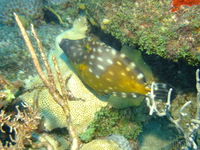 Whitespotted Filefish