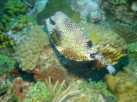 Smooth Trunkfish