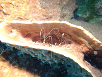 Banded Coral Shrimp