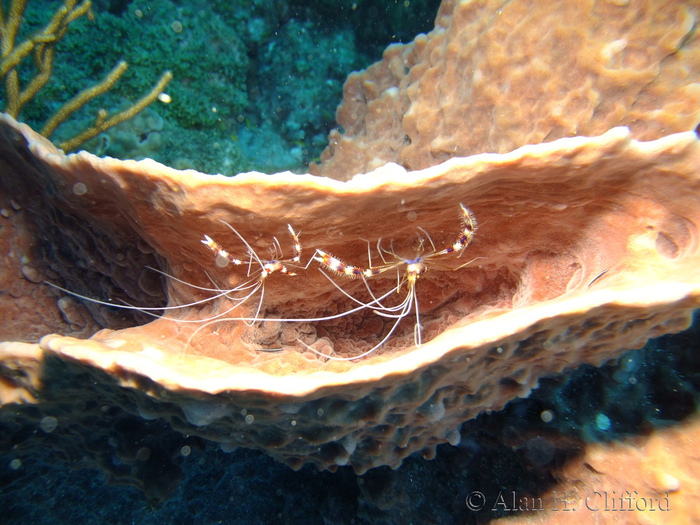 Banded Coral Shrimp