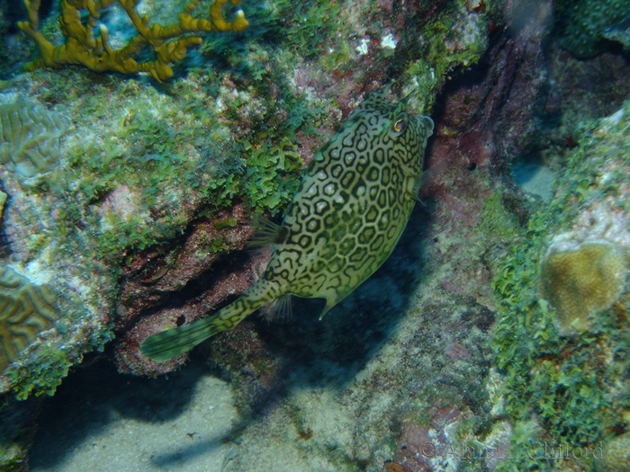 Honeycomb Cowfish