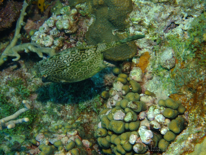 Honeycomb Cowfish