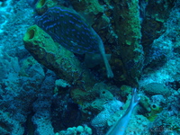 Scrawled Filefish