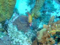 Longjaw Squirrelfish