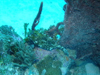 Honeycomb Cowfish