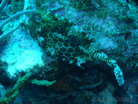 Honeycomb Cowfish