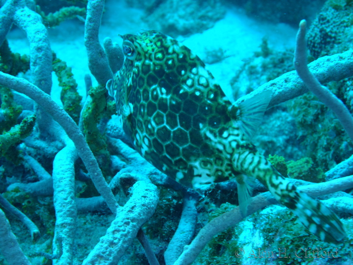 Honeycomb Cowfish