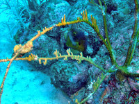 Whitespotted Filefish