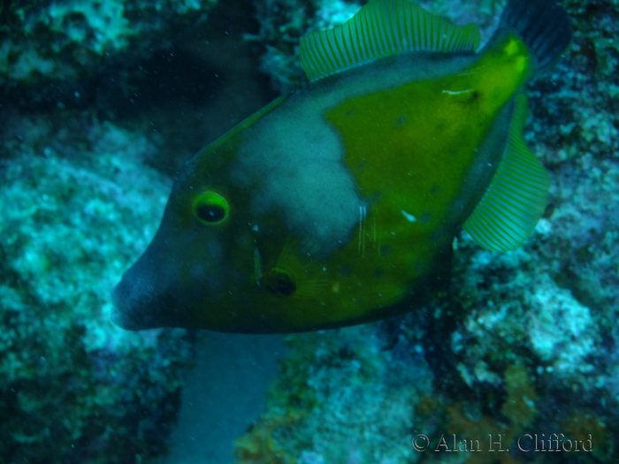 Whitespotted Filefish