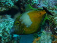 Whitespotted Filefish