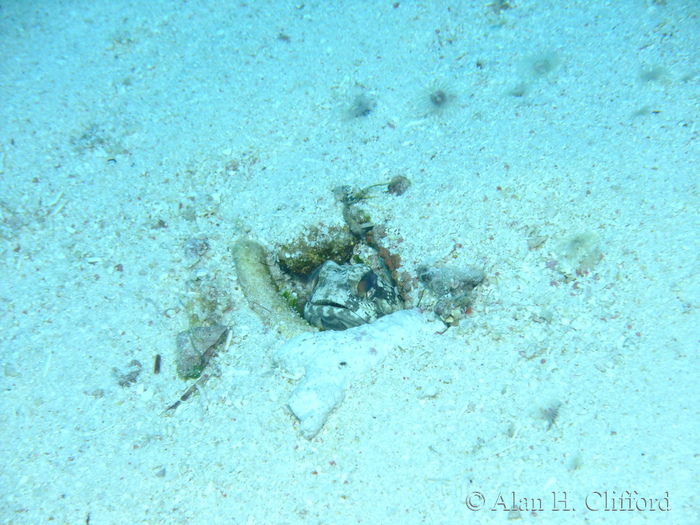 Banded Jawfish