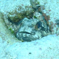 Banded Jawfish