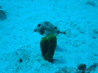 Smooth Trunkfish