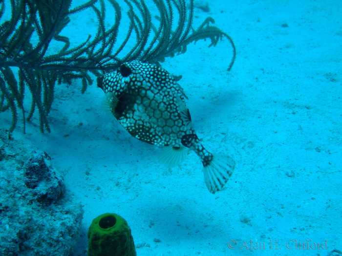 Smooth Trunkfish