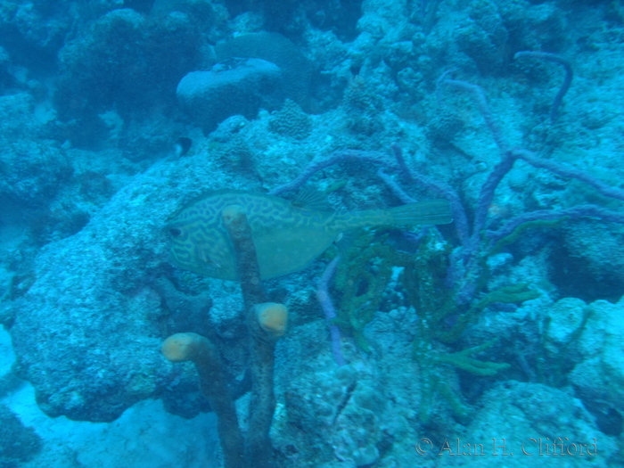 Honeycomb Cowfish