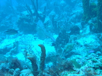 Honeycomb Cowfish