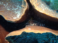 Banded Coral Shrimp