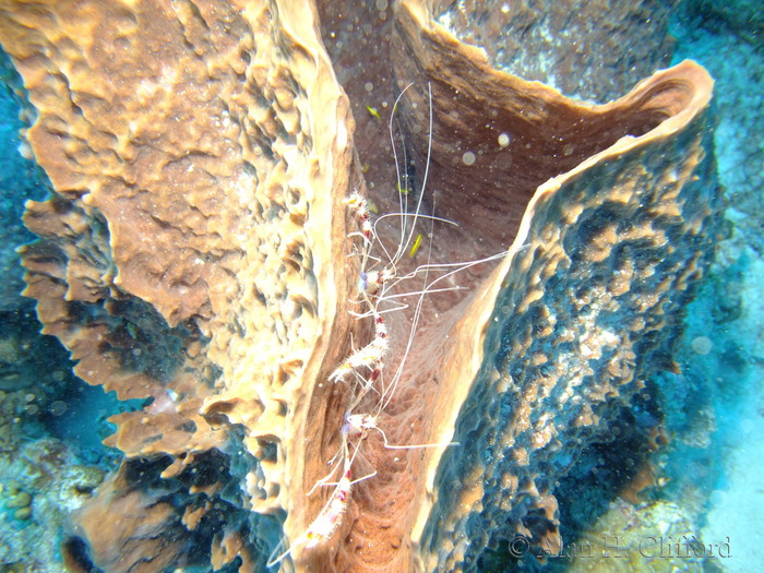 Banded Coral Shrimp