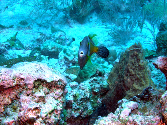 Filefish