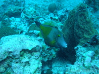 Filefish