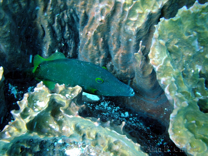 Filefish