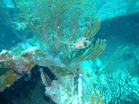 Smooth Trunkfish