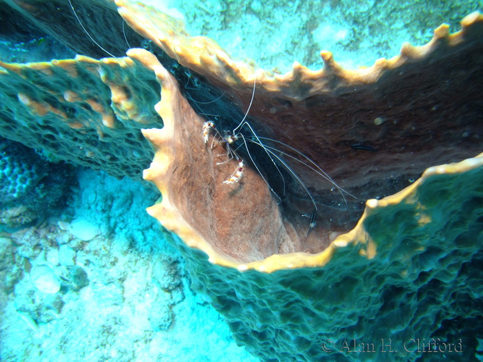 Banded Coral Shrimp