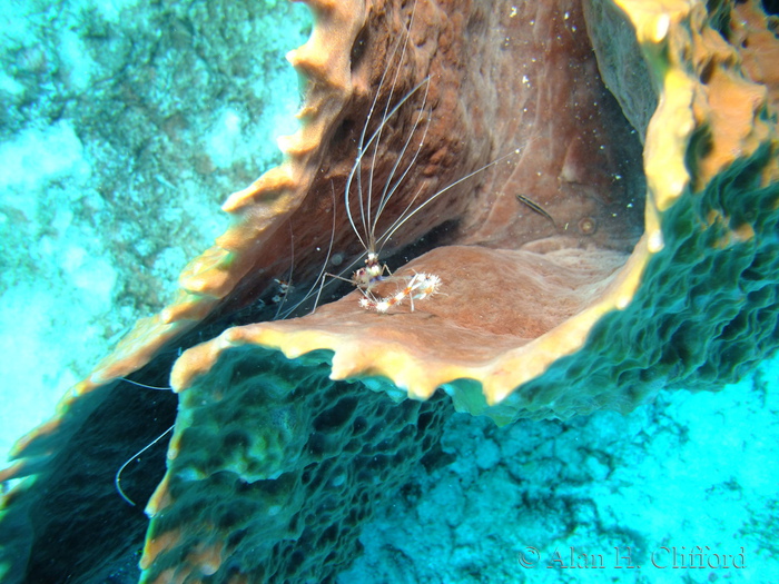 Banded Coral Shrimp