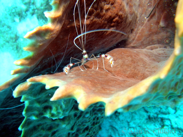 Banded Coral Shrimp