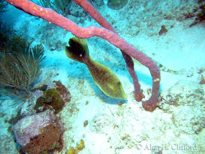 Scrawled Filefish