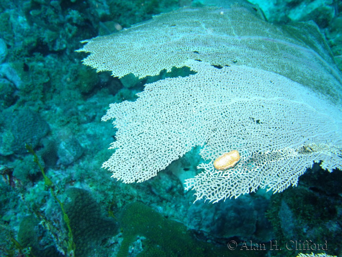 Flamingo Tongue