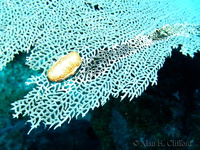 Flamingo Tongue