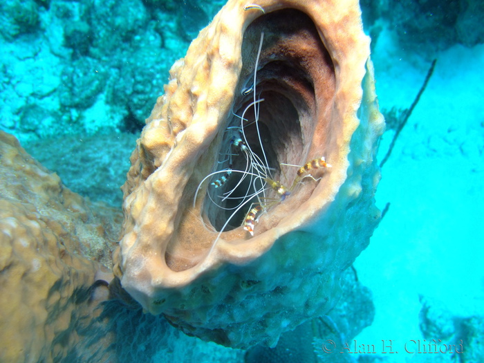 Banded Coral Shrimps in a Sponge