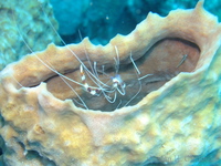 Banded Coral Shrimps in a Sponge