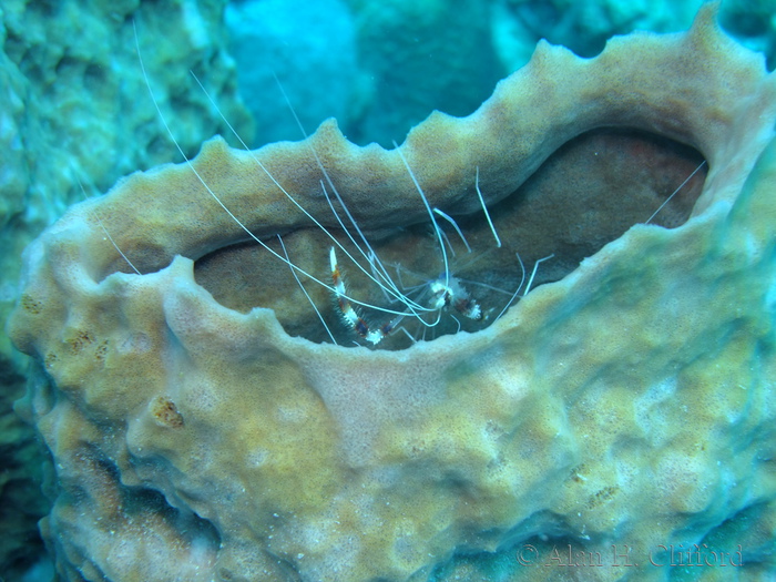 Banded Coral Shrimps in a Sponge