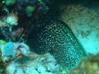 Spotted Moray