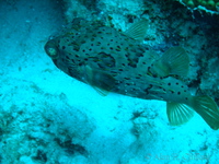 Balloonfish