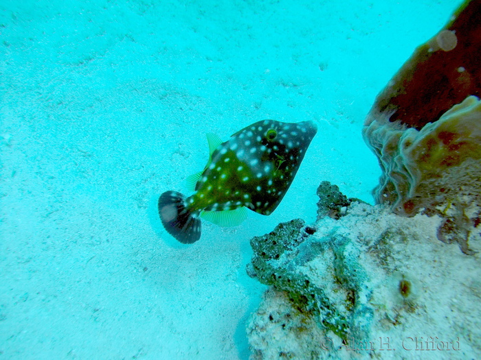 Whitespotted Filefish