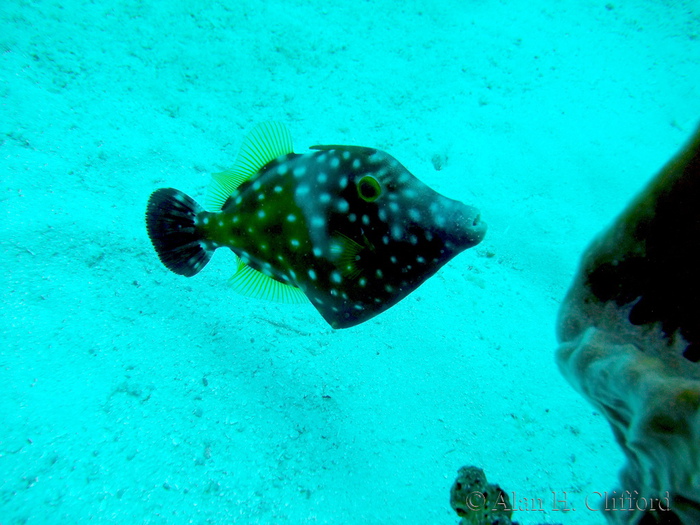 Whitespotted Filefish