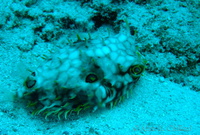 Pufferfish