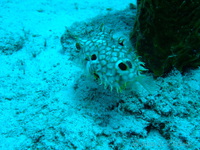 Pufferfish