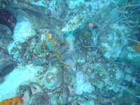 Scrawled Filefish