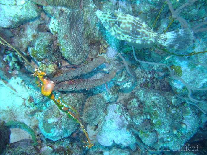 Scrawled Filefish