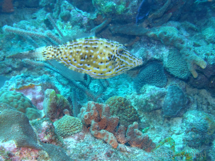 Scrawled Filefish